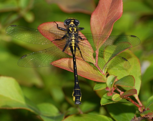 Male
2008_04_13_FL